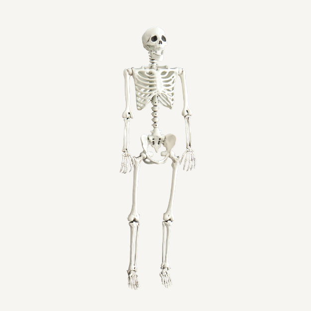 Picture of Skeleton